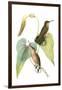 Delicate Hummingbird II-Vision Studio-Framed Art Print