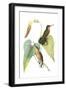 Delicate Hummingbird II-Vision Studio-Framed Art Print