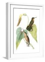 Delicate Hummingbird II-Vision Studio-Framed Art Print