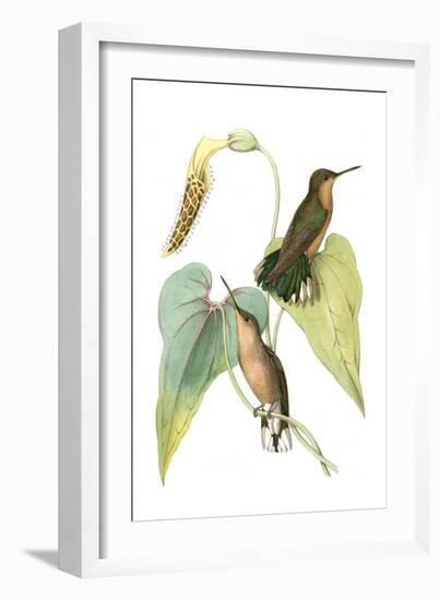 Delicate Hummingbird II-Vision Studio-Framed Art Print