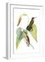 Delicate Hummingbird II-Vision Studio-Framed Art Print