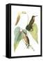 Delicate Hummingbird II-Vision Studio-Framed Stretched Canvas