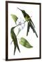 Delicate Hummingbird III-Vision Studio-Framed Art Print