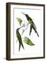 Delicate Hummingbird III-Vision Studio-Framed Art Print