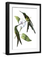 Delicate Hummingbird III-Vision Studio-Framed Art Print