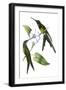 Delicate Hummingbird III-Vision Studio-Framed Art Print