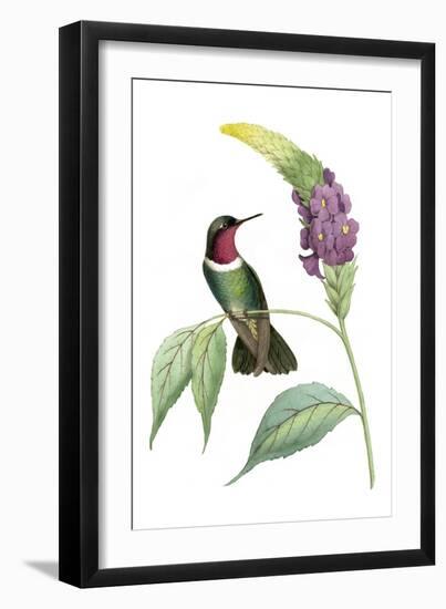 Delicate Hummingbird IV-Vision Studio-Framed Art Print