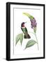 Delicate Hummingbird IV-Vision Studio-Framed Art Print