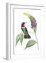 Delicate Hummingbird IV-Vision Studio-Framed Art Print
