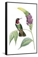 Delicate Hummingbird IV-Vision Studio-Framed Stretched Canvas