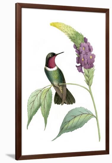 Delicate Hummingbird IV-Vision Studio-Framed Art Print