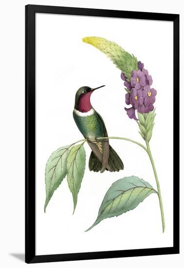 Delicate Hummingbird IV-Vision Studio-Framed Art Print