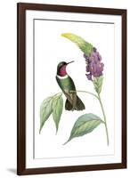 Delicate Hummingbird IV-Vision Studio-Framed Art Print