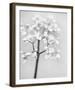 Delicate II-Irene Suchocki-Framed Giclee Print