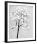 Delicate II-Irene Suchocki-Framed Giclee Print