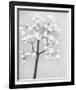 Delicate II-Irene Suchocki-Framed Giclee Print