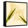 Delicate II-Val Andre-Framed Stretched Canvas