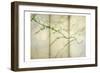 Delicate Light 2-Dianne Poinski-Framed Premium Giclee Print