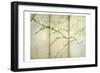 Delicate Light 2-Dianne Poinski-Framed Art Print