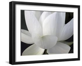 Delicate Lotus V-Jim Christensen-Framed Art Print