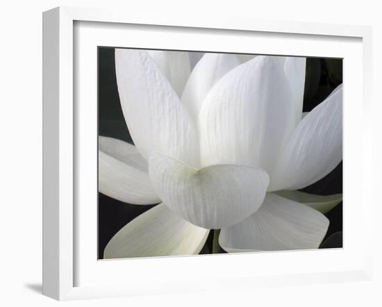 Delicate Lotus V-Jim Christensen-Framed Art Print