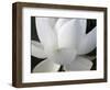 Delicate Lotus V-Jim Christensen-Framed Art Print