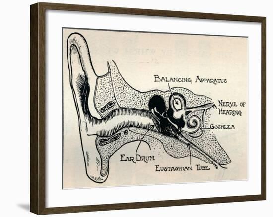 'Delicate Mechanism of the Ear', c1934-Unknown-Framed Giclee Print