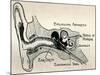 'Delicate Mechanism of the Ear', c1934-Unknown-Mounted Giclee Print