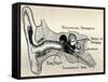 'Delicate Mechanism of the Ear', c1934-Unknown-Framed Stretched Canvas