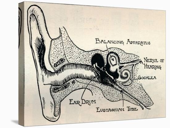 'Delicate Mechanism of the Ear', c1934-Unknown-Stretched Canvas