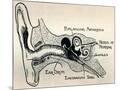 Wood Mount
