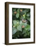 Délicate Nature-Viviane Fedieu Daniel-Framed Photographic Print