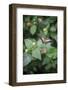 Délicate Nature-Viviane Fedieu Daniel-Framed Photographic Print