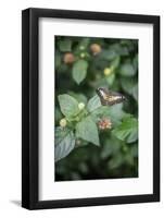 Délicate Nature-Viviane Fedieu Daniel-Framed Photographic Print