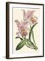 Delicate Orchid III-Vision Studio-Framed Art Print