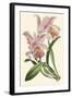 Delicate Orchid III-Vision Studio-Framed Art Print