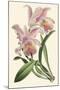 Delicate Orchid III-Vision Studio-Mounted Art Print