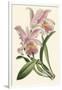 Delicate Orchid III-Vision Studio-Framed Art Print