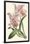 Delicate Orchid III-Vision Studio-Framed Art Print