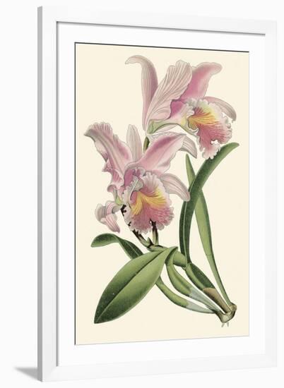 Delicate Orchid III-Vision Studio-Framed Art Print