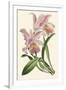 Delicate Orchid III-Vision Studio-Framed Art Print