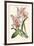 Delicate Orchid III-Vision Studio-Framed Art Print