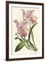 Delicate Orchid III-Vision Studio-Framed Art Print