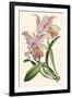 Delicate Orchid III-Vision Studio-Framed Art Print