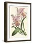 Delicate Orchid III-Vision Studio-Framed Art Print