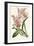 Delicate Orchid III-Vision Studio-Framed Art Print