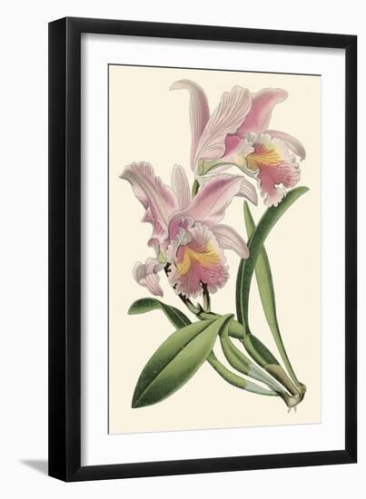 Delicate Orchid III-Vision Studio-Framed Art Print