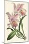 Delicate Orchid III-Vision Studio-Mounted Art Print