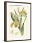 Delicate Orchid IV-Vision Studio-Framed Art Print