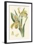 Delicate Orchid IV-Vision Studio-Framed Art Print